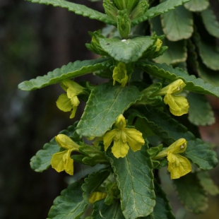 BARTSIA MACROPHYLLA